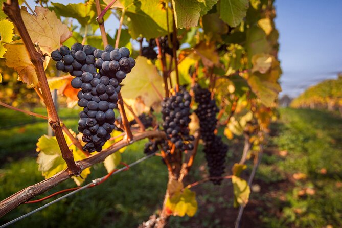 Huon Valley Wine and Farm Gate Trail. - Explore Huon Valleys Rich Wine Culture