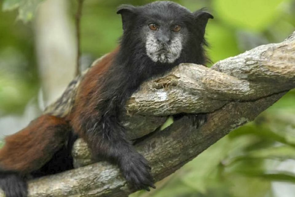 Iquitos: Amazon River Full Day Guided Tour - Tour Details