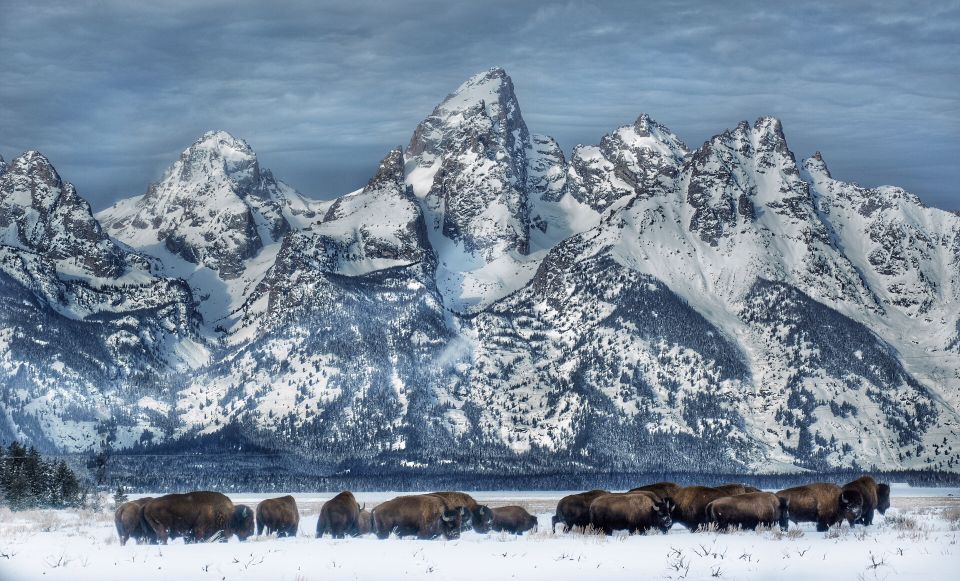 Jackson: Grand Teton and National Elk Refuge Winter Day Trip - Tour Overview