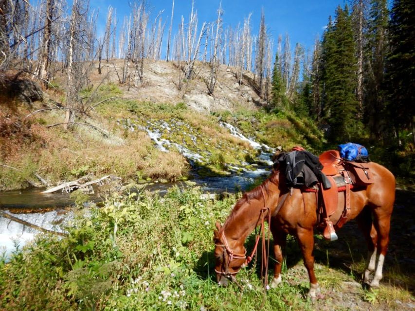 Jackson Hole: Dinner Cookout & Bridger-Teton Horseback Ride - Activity Overview