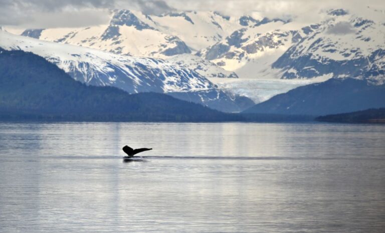 Juneau: Whale Watching and Wildlife Cruise With Local Guide