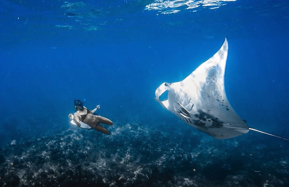 Kailua-Kona: Manta Ray Snorkeling With Hot Cocoa - Activity Details