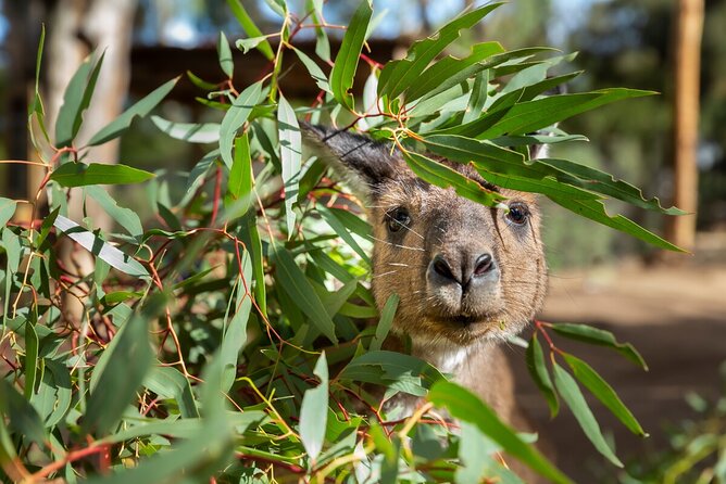 Kangaroo Experience at Healesville Sanctuary – Excl. Entry