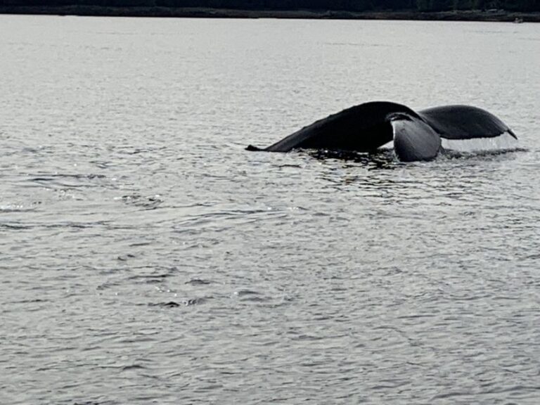 Ketchikan: Marine Wildlife and Whale Watching Boat Tour