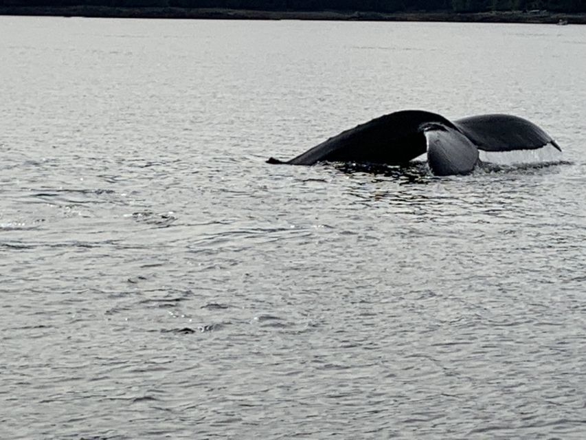 Ketchikan: Marine Wildlife and Whale Watching Boat Tour - Tour Details