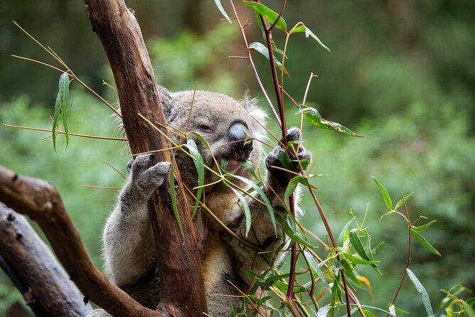 Koala Experience at Healesville Sanctuary - Excl. Entry - Experience Details