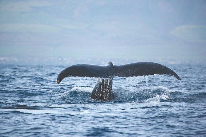 Kona, Hawaii: Whale-Watching Tour on a Catamaran  - Big Island of Hawaii - Booking Details