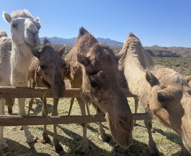 Las Vegas: Desert Camel Ride - Location and Provider