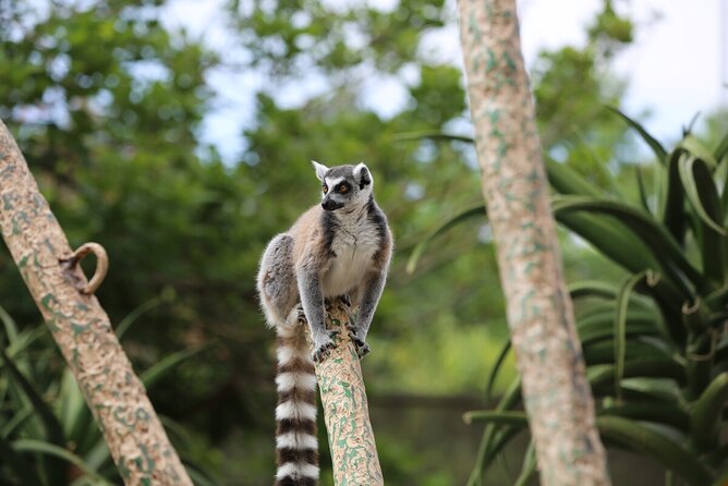 Lemur Experience at Melbourne Zoo – Excl. Entry
