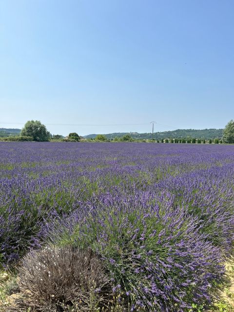 Luberon & Lavender Fields Tour