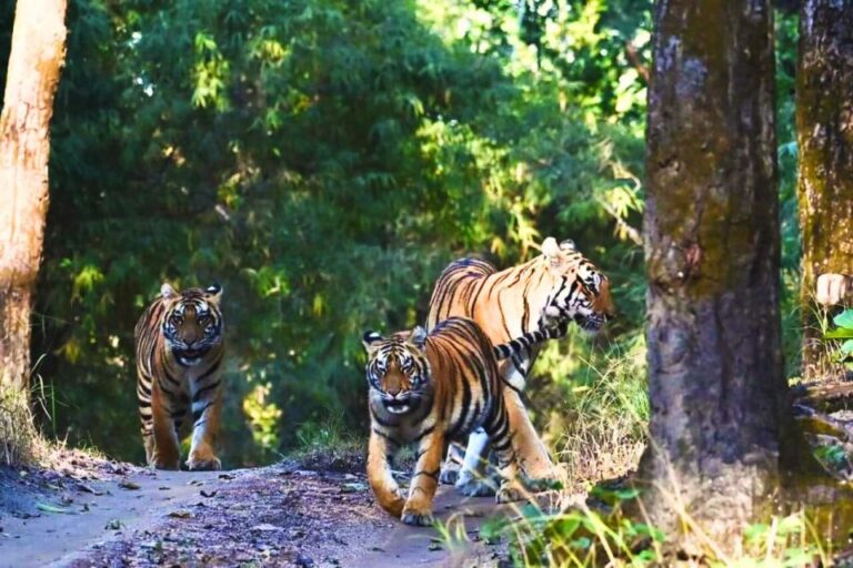 Madhya Pradesh: Kanha National Park Guided Safari Tour