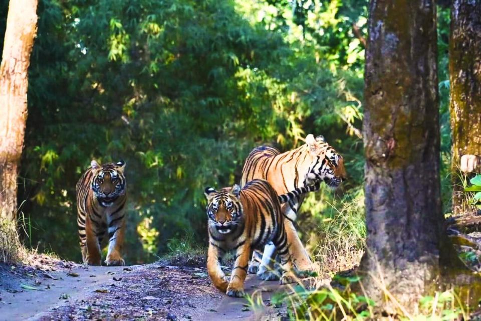 Madhya Pradesh: Kanha National Park Guided Safari Tour - Tour Details