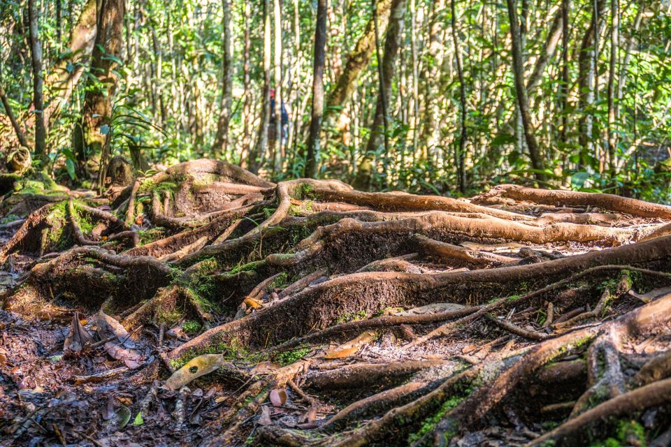 Manaus: Amazonas Jungle Trek & Anavilhanas Archipelago - Review Summary