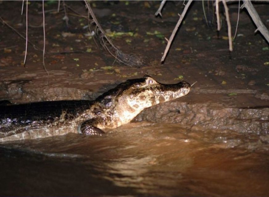 Manaus: Piranha Fishing and Alligator Watch Evening Tour - Tour Duration and Language