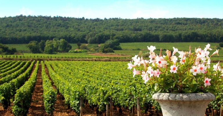 Marne: Champagne Region Private Day Tour With Lunch