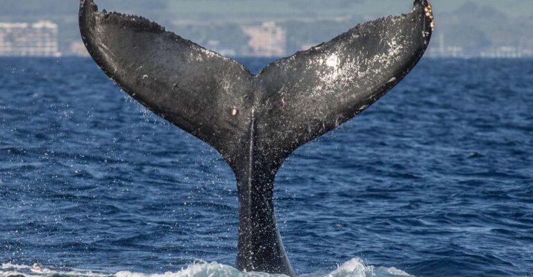 Maui: Deluxe Whale Watch Sail & Lunch From Maalaea Harbor