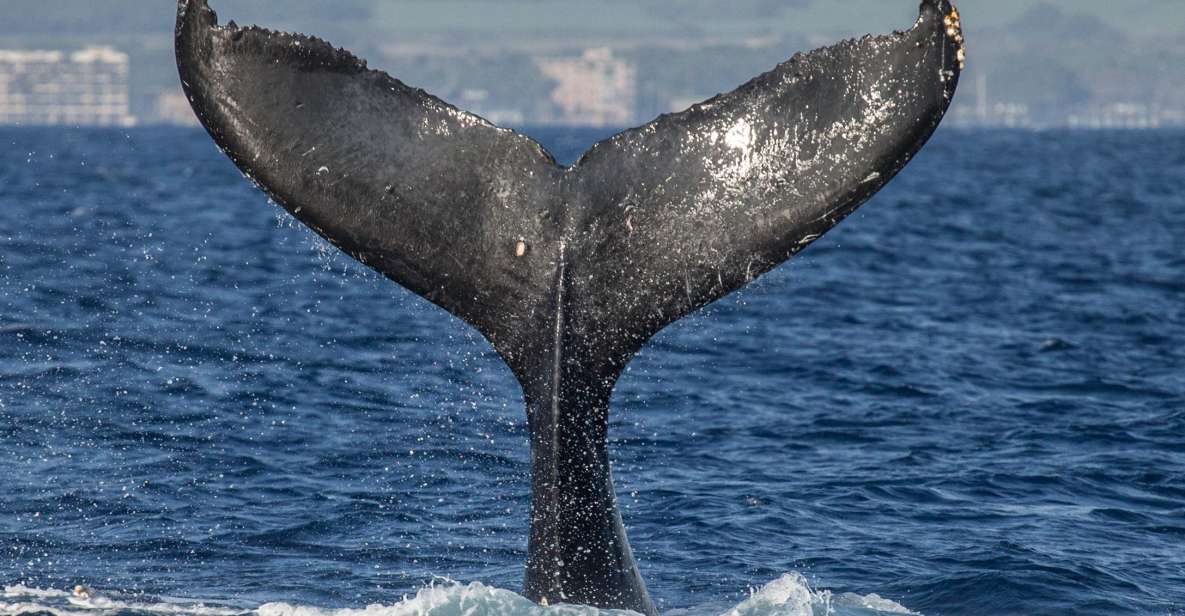 Maui: Deluxe Whale Watch Sail & Lunch From Maalaea Harbor - Activity Details