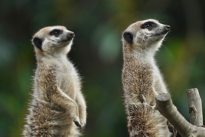 Meerkat Experience at Melbourne Zoo - Excl. Entry - Experience Highlights