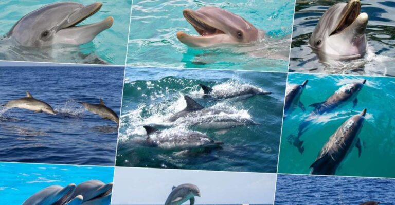 Miami: Day Trip to Key West W/ Dolphin Watching & Snorkeling
