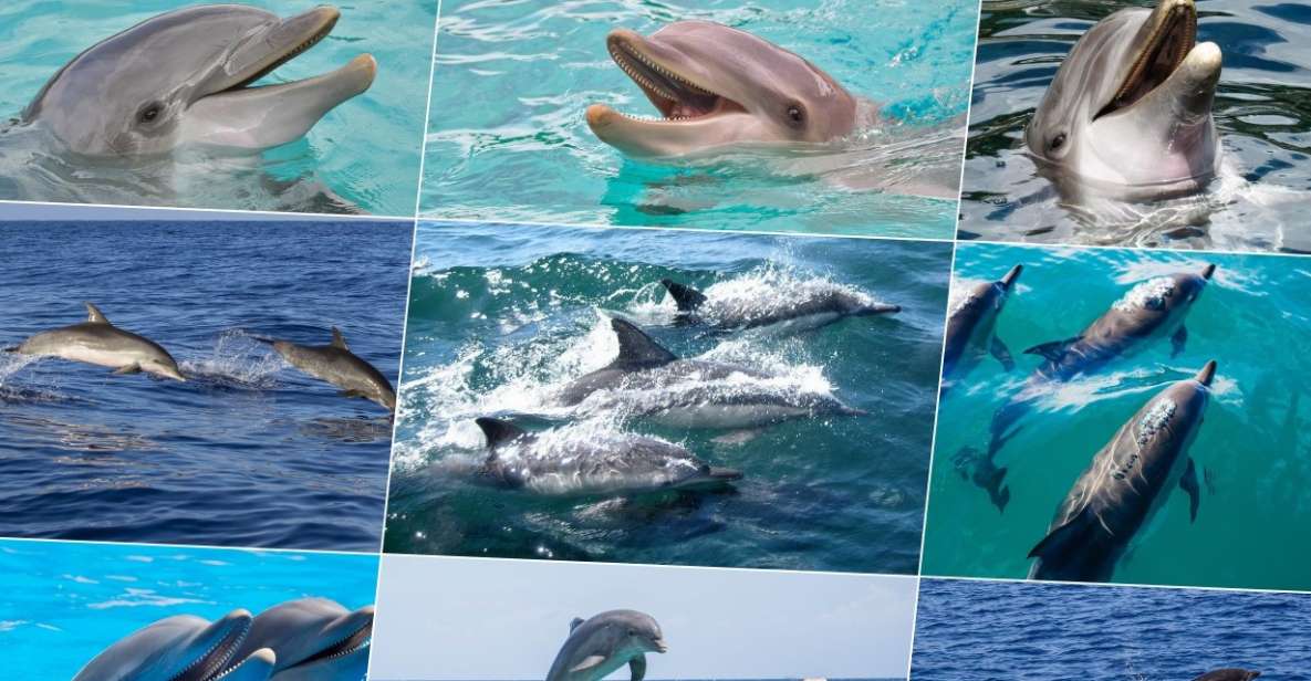 Miami: Day Trip to Key West W/ Dolphin Watching & Snorkeling - Booking Details