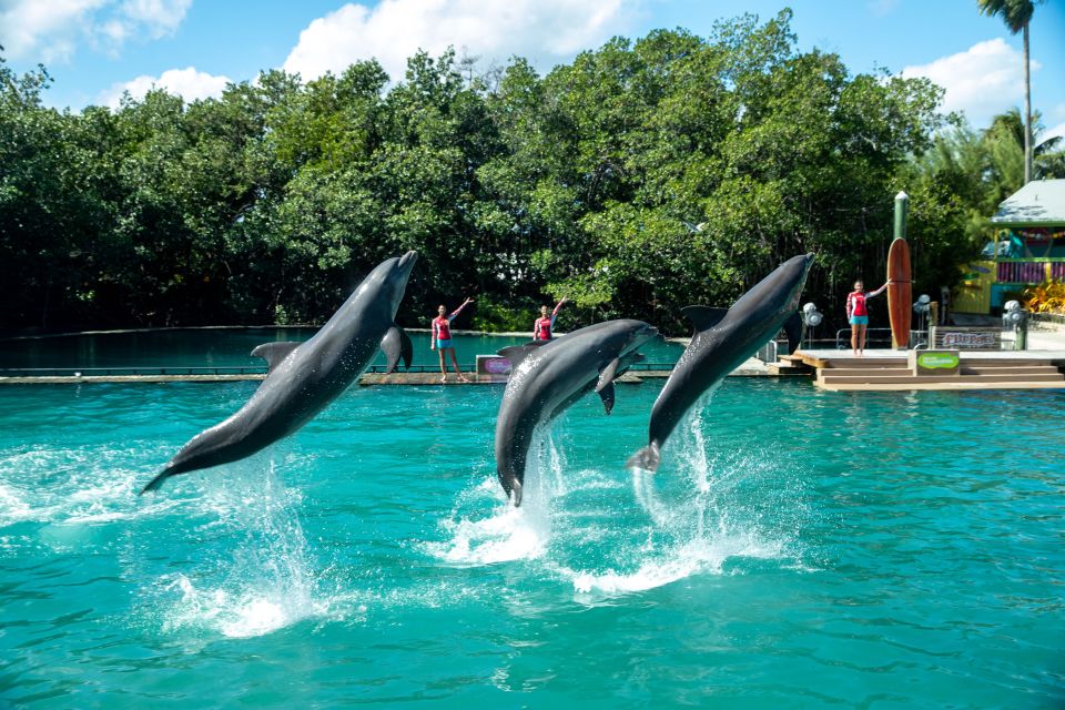 Miami: Seaquarium Entrance Ticket With Dolphin Encounter - Activity Details