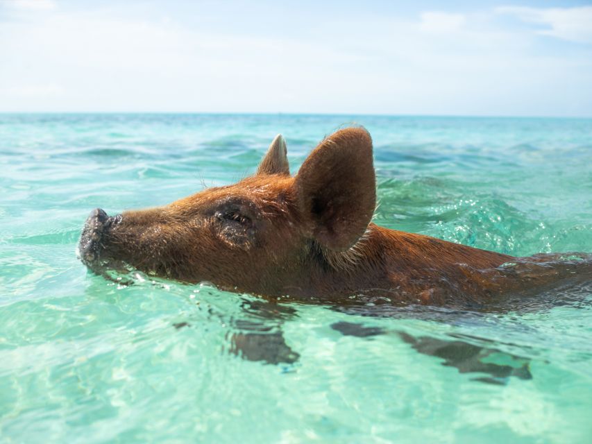 Nassau: Rose Island Swimming Pigs Morning Tour - Tour Details