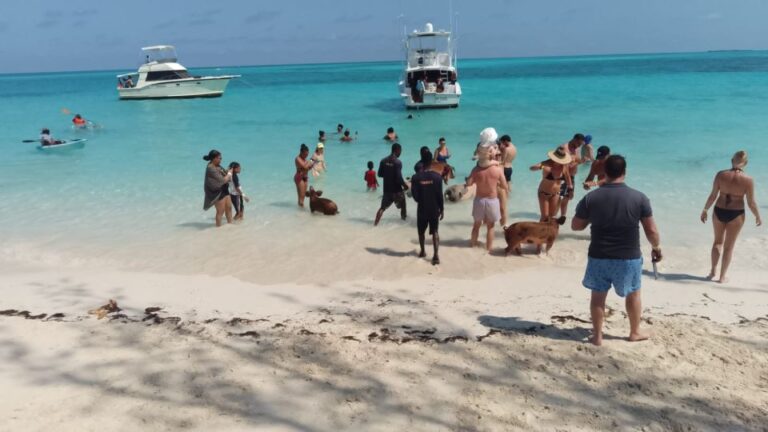 Nassau: Swimming With Pigs, Snorkeling, and Sightseeing Tour