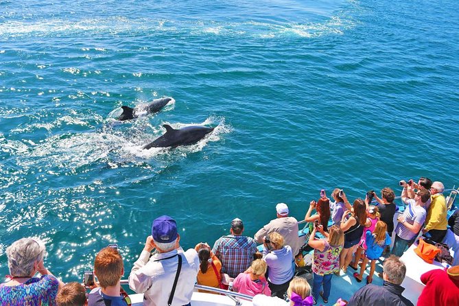 Newport Beach Whale and Dolphin Watching Cruise - Tour Details