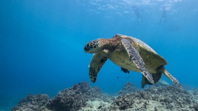 Oahu: Honolulu Turtle Canyon Snorkeling Tour