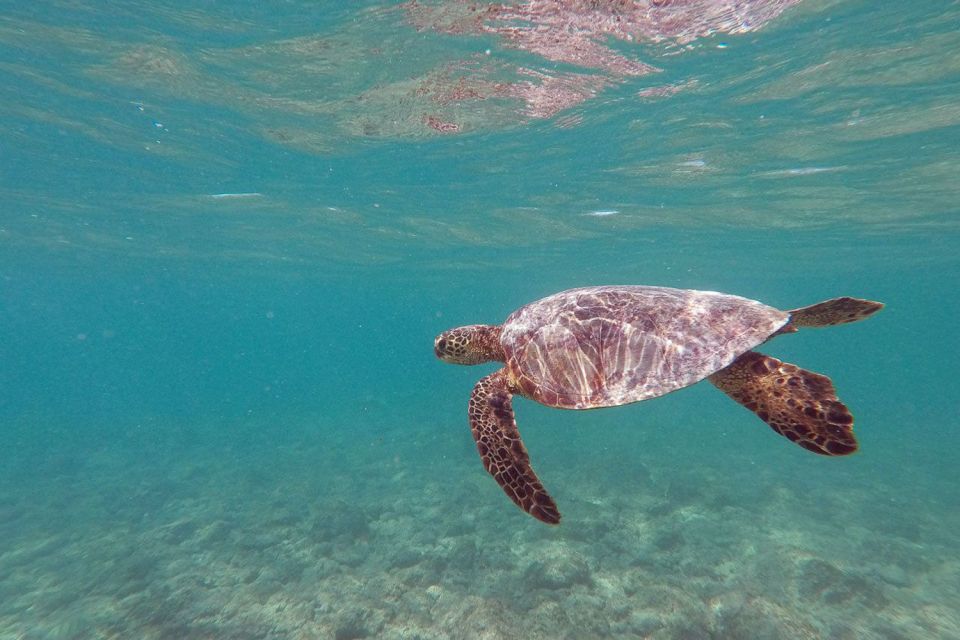 Oahu: Kailua Guided Kayak Excursion With Lunch - Activity Details