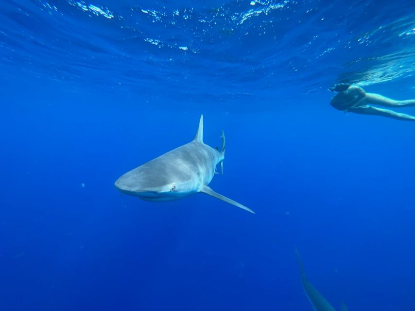 Oahu: North Shore Cageless Shark Snorkeling Tour - Activity Details