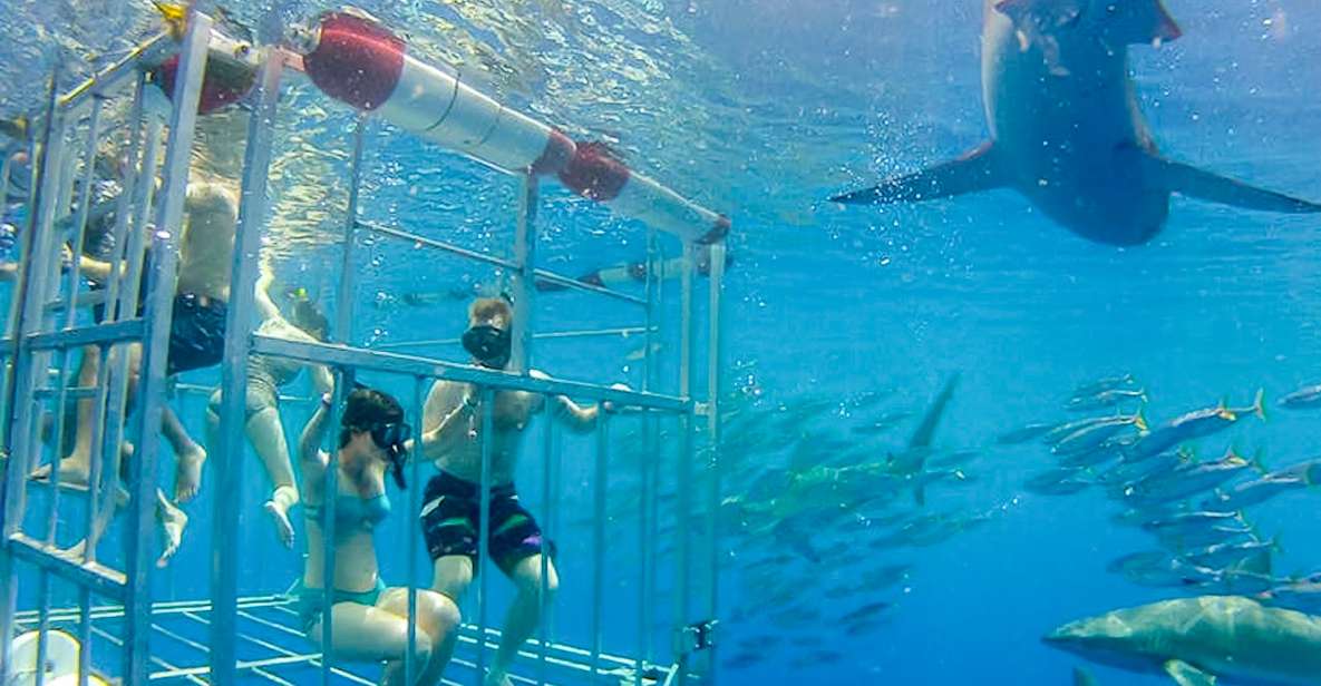 Oahu: Shark Cage Dive on the North Shore - Activity Overview