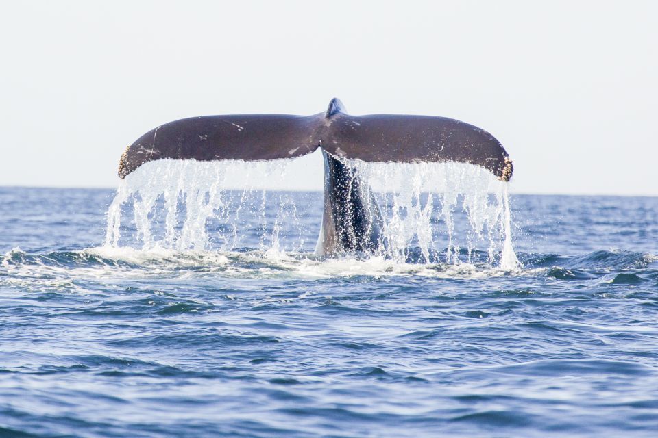 Oahu: Waikiki Eco-Friendly Afternoon Whale Watching Trip - Key Points