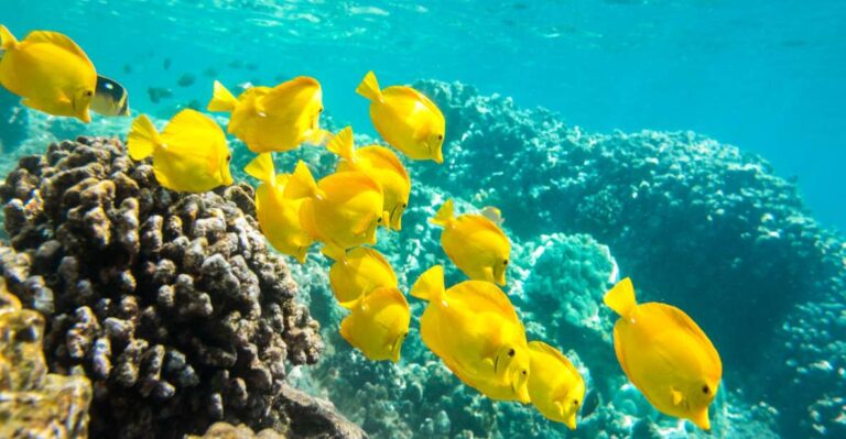 Oahu: Waikiki Snorkel and Sailing Day Trip With Lunch