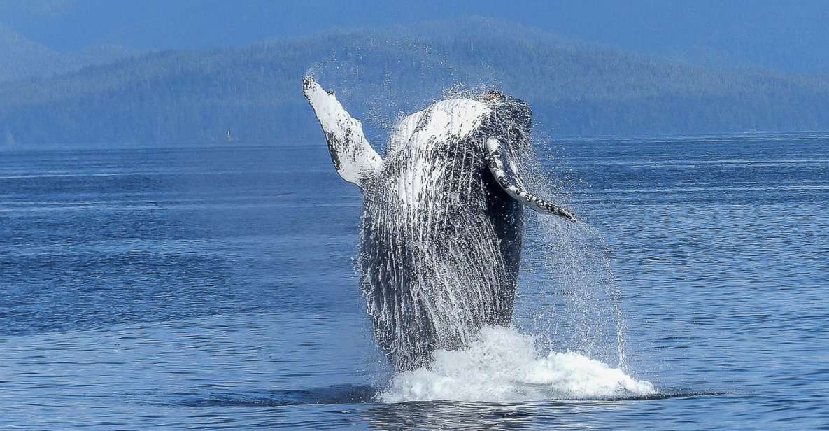 Oahu: Whale Watching Afternoon Sailing Cruise - Activity Details