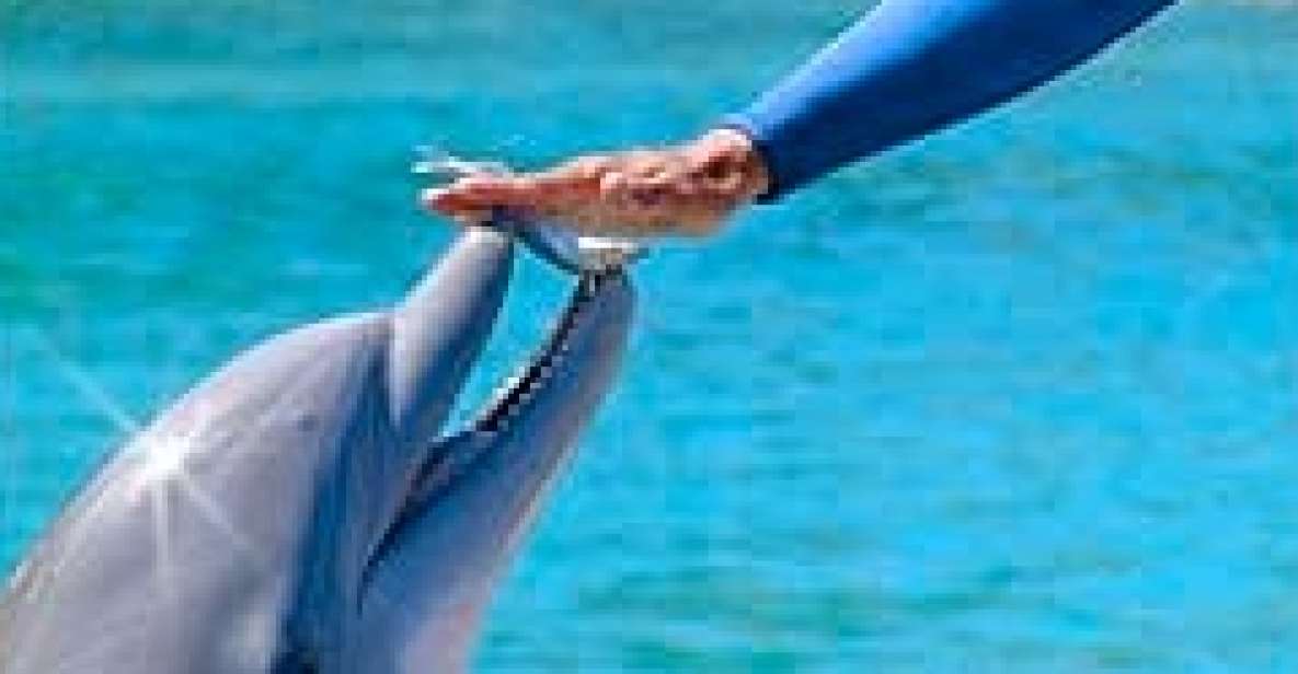 Ocho Rios: Half Day Dolphin Training - Experience Highlights