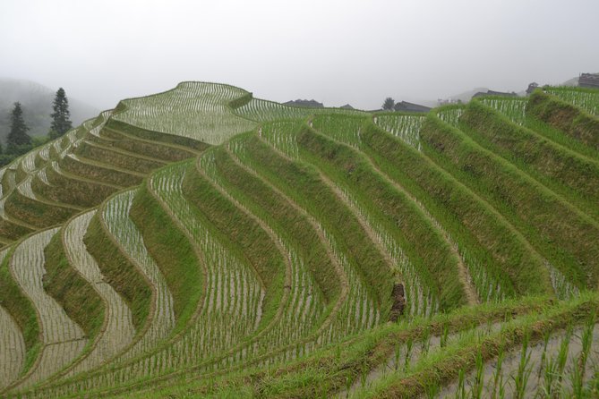 One Day Private Longshen Rice Terraces Tour Including Lunch - Booking Process