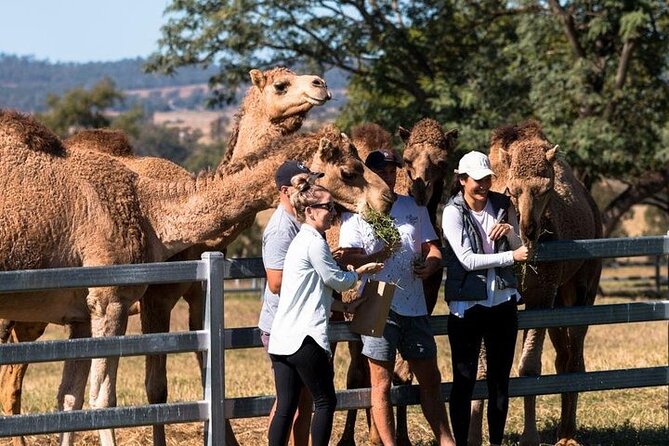 One Hump Camel Farm and Wine Tour - Small-Group Experience and Pickup