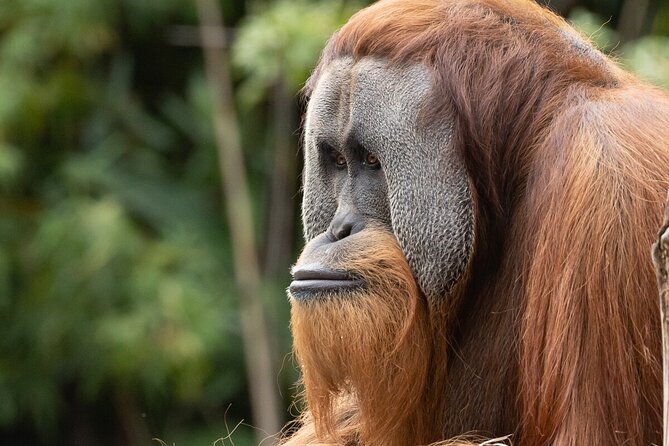 Orangutan Experience at Melbourne Zoo – Excl. Entry
