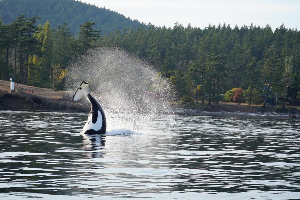 Orca Whales Guaranteed Boat Tour Near Seattle - Experience Highlights