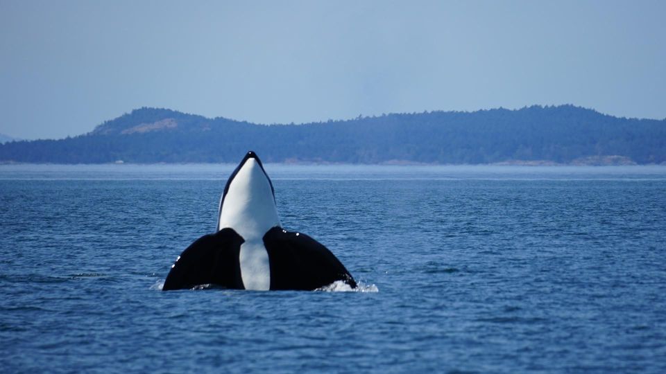 Orcas Island: Orca Whales Guaranteed Boat Tour