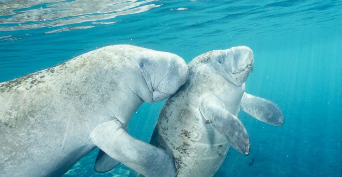 Orlando: Swim With Manatees and Homosassa State Park Visit