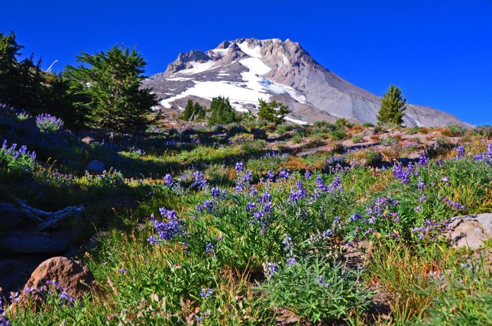 Outside Portland: Wine, Waterfalls, and Timberline Tour - Activity Information