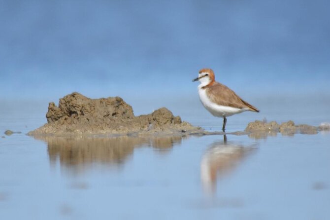 Private Guided Birdwatching Tour in Banrock Station - Refund and Cancellation Policy