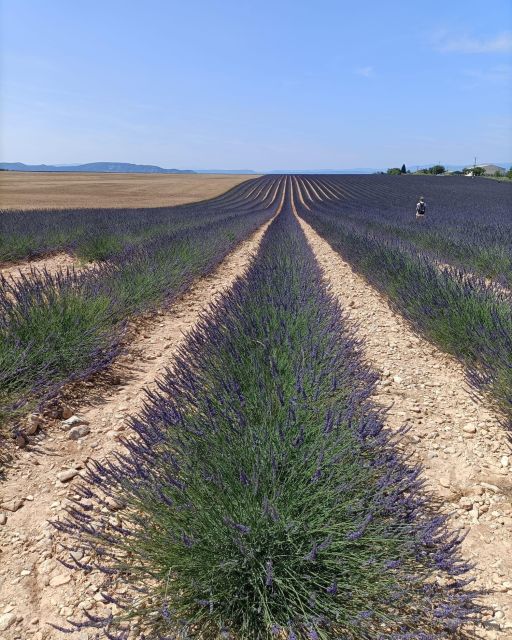Provencal Elegance: Lavender, Olive Oil, and Wine Odyssey - Experience Valensoles Lavender Fields