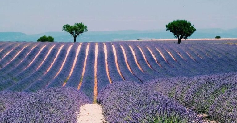 Provence, Vineyards & Lavender Fields Private Day Trip
