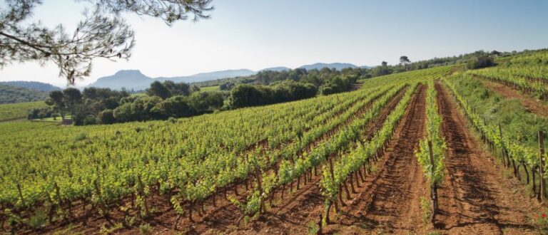 Provence Wine Tour – Private Tour From Nice