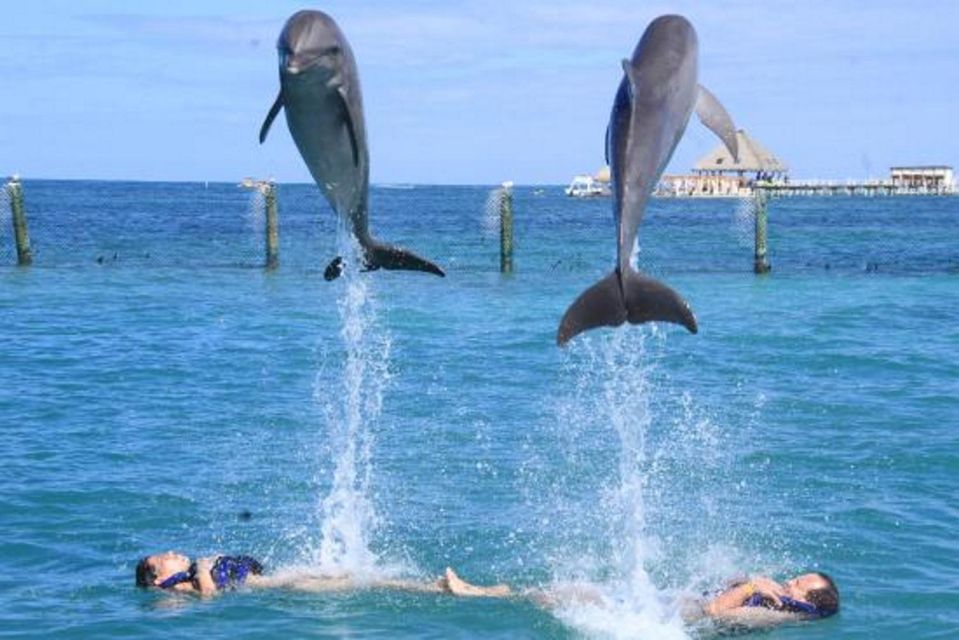 Punta Cana: Dolphin Experience in the Sea - Activity Details