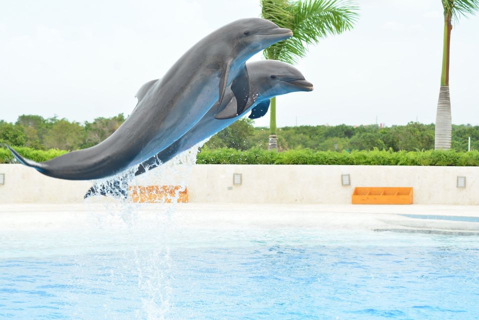 Punta Cana: Swim With Dolphins in the Pool - Activity Details