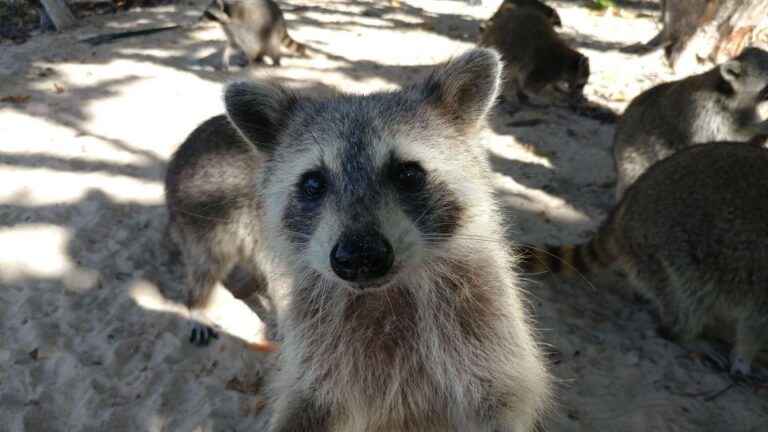 Raccoon Island: Exploration on SUP/Kayak